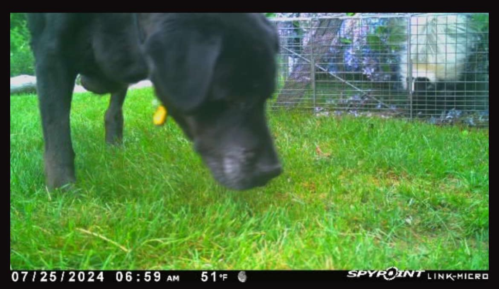 skunk removal morris ct under deck den area