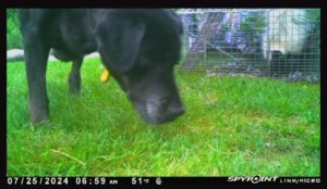Dog in front of skunk caught in a cage trap in Washington CT