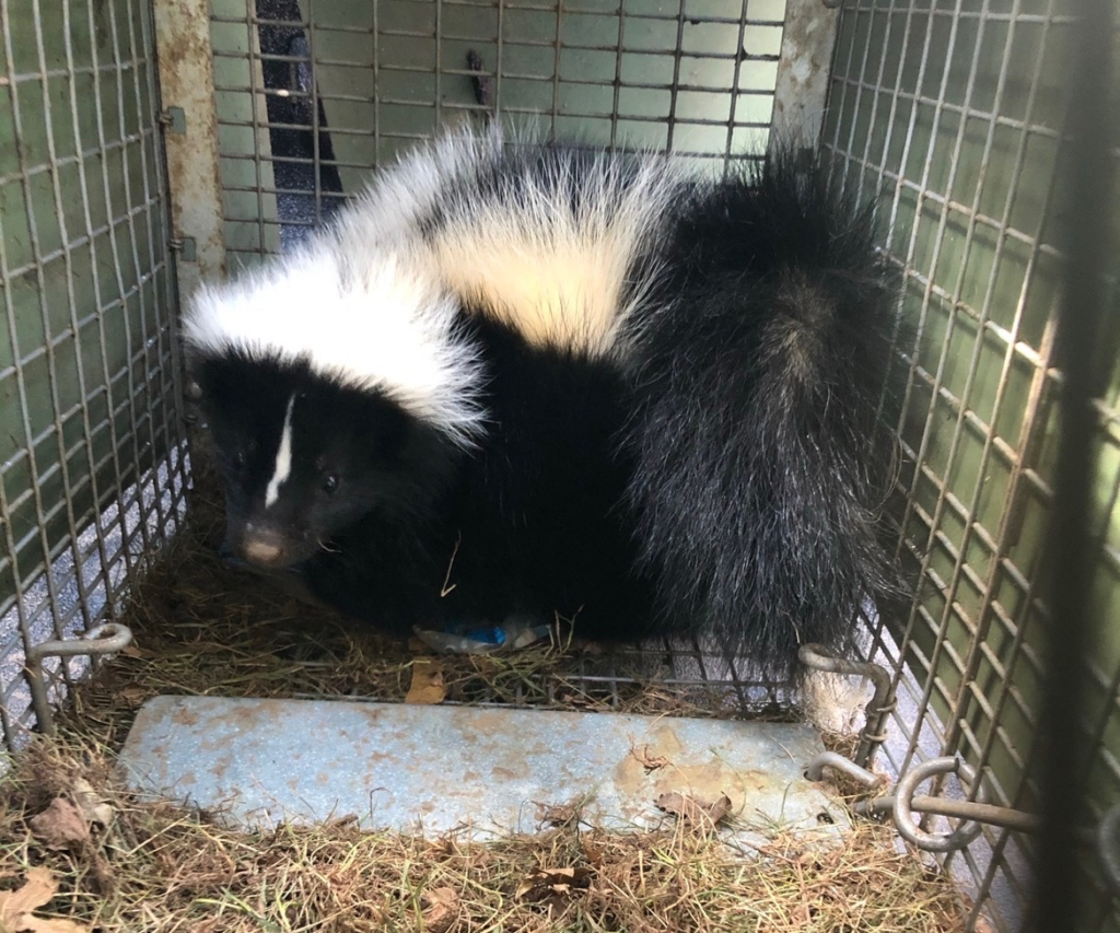 skunk trapping bethlehem ct under deck removal