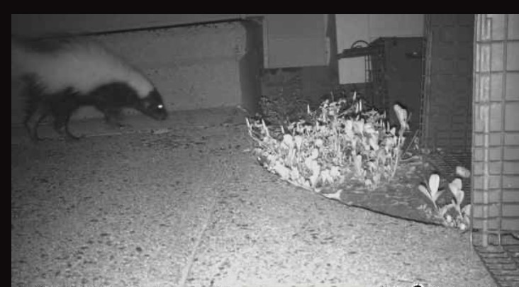 Game camera photo of a skunk near front steps of a Litchfield County home