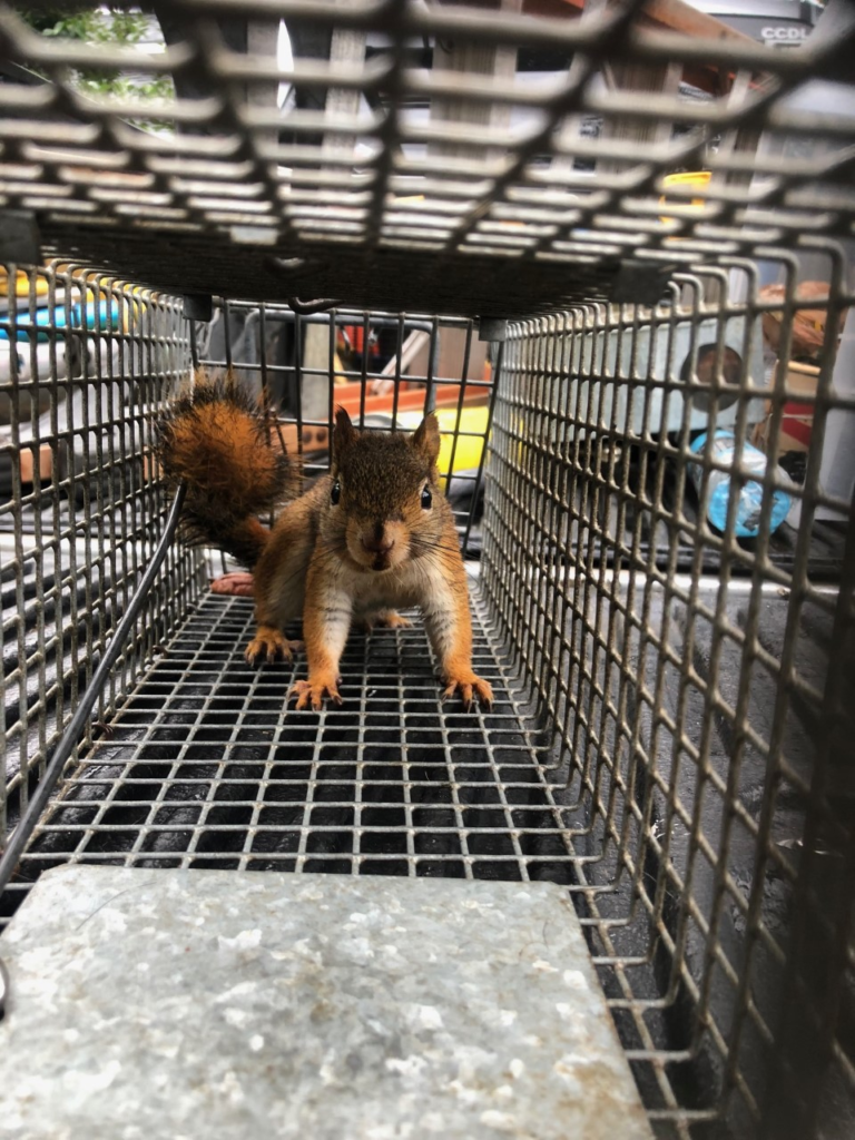 squirrel attic entry norfolk ct