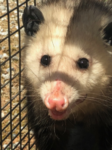opossum removed from living room kent ct