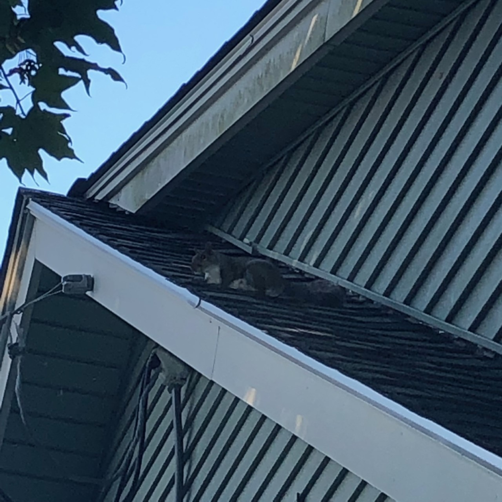 squirrel attic entry and soffit damage in Watertown CT
