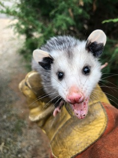opossum removal canaan ct deck crawlspace den