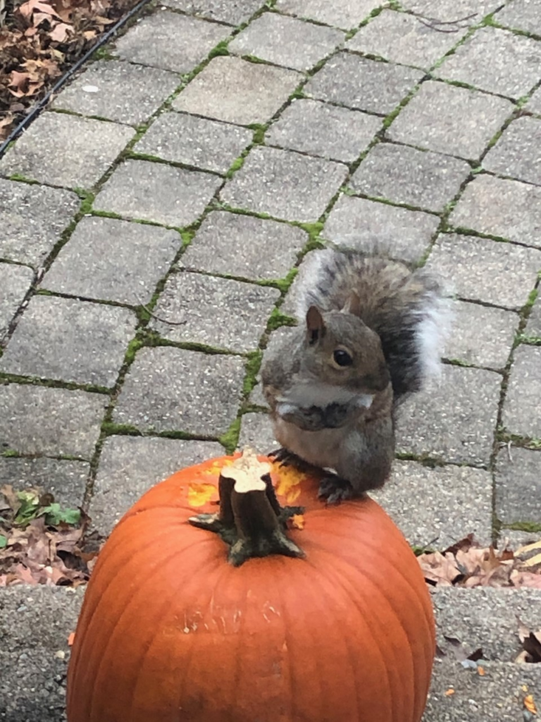 squirrel attic infestation harwinton ct roof entry