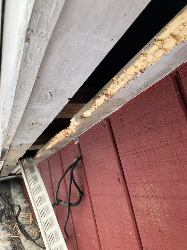 raccoon soffit vent damage from long term infestation Litchfield county CT