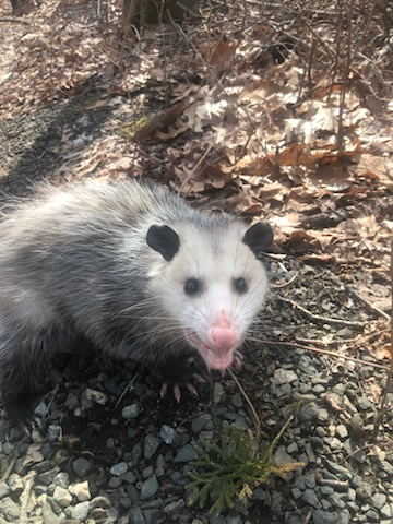 opossum removal sharon ct crawlspace den area