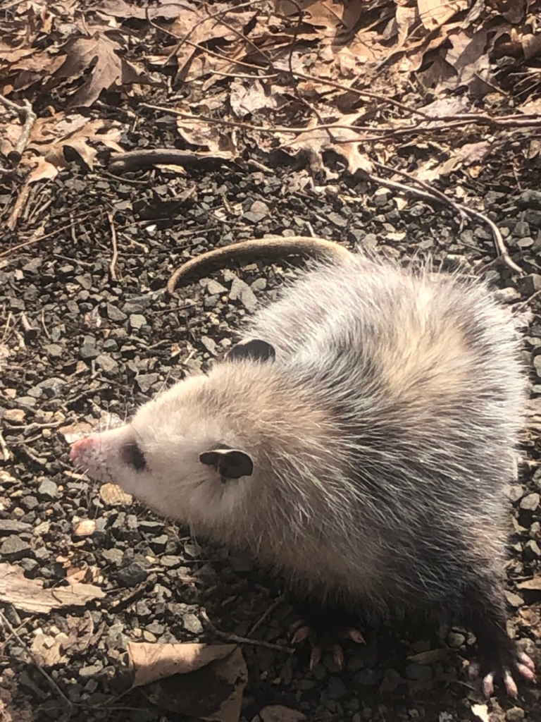 Opossum removed from Woodbury CT crawlspace