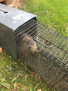 woodchuck burrow foundation harwinton ct yard