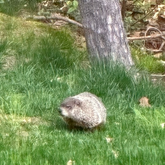woodchuck burrow near foundation Litchfield County CT