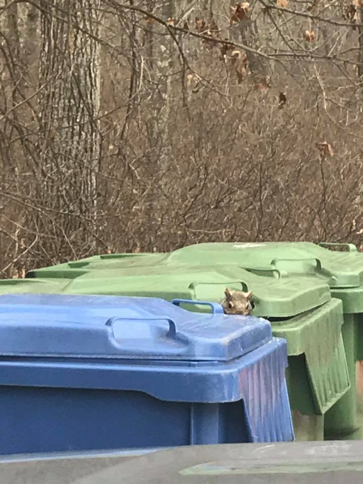 squirrel attic entry colebrook ct roofline damage
