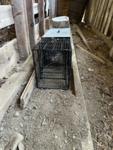 Woodchuck removed from horse property in Washington CT near barn