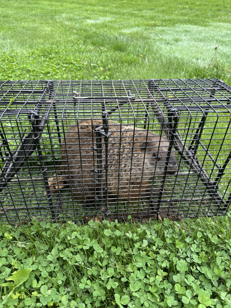 Woodchuck removed from Litchfield  CT horse pasture