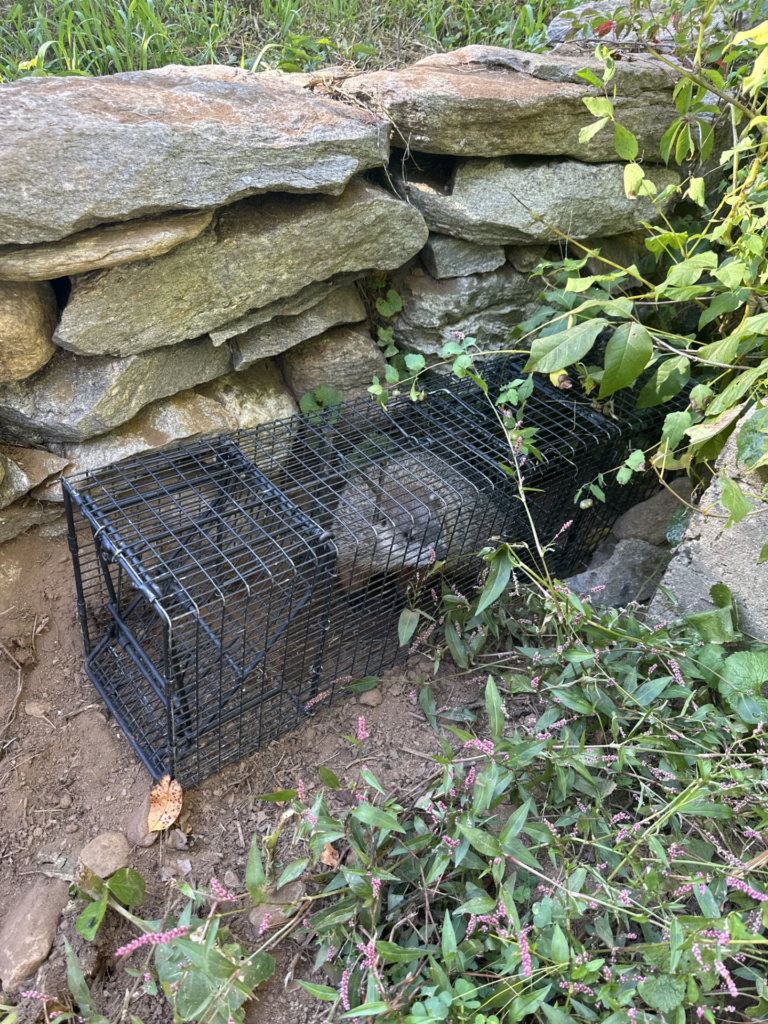 Woodchuck removed that was damaging a rock wall in New Milford CT Litchfield county
